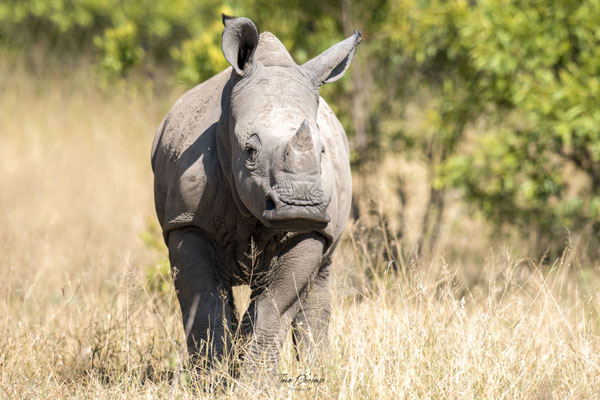 Thomas Deschamps Photography Rhinoceros blanc Afrique - White rhino Wide mouthed rhino Africa Wildlife pictures 
