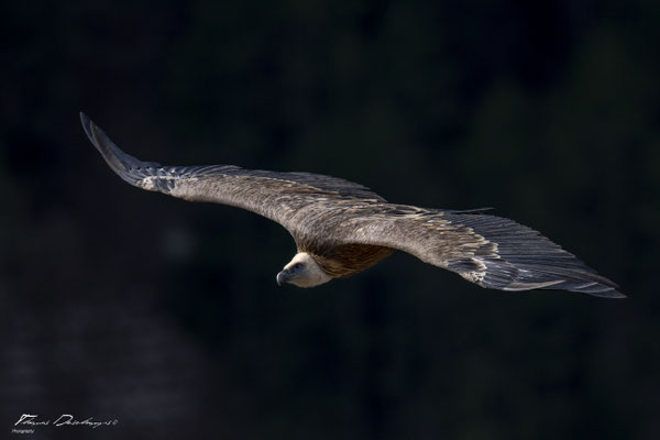 Thomas Deschamps Photography Vautour fauve France  baronnies provence griffon vulture wildlife pictures