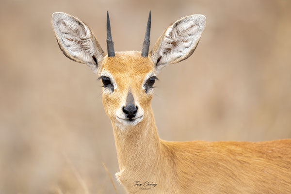 Thomas Deschamps Photography Raphicere champetre Afrique - Steenbok Africa Wildlife pictures 