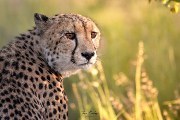 Guepard-cheetah-Afrique-du-sud-South-africa-thomas-deschamps-photography