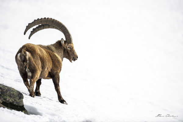 Thomas Deschamps Photography Bouquetin France Alpes Great ibex wildlife pictures