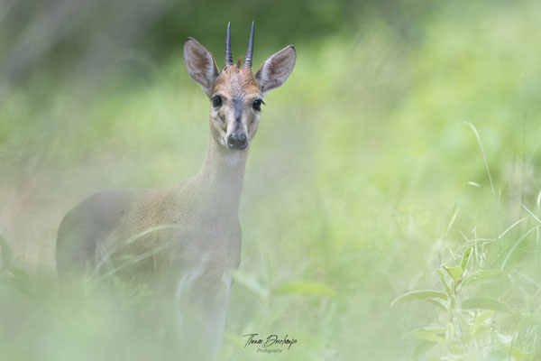 Thomas Deschamps Photography Cephalophe de Grimm Afrique - Common Duiker Africa wildlife pictures