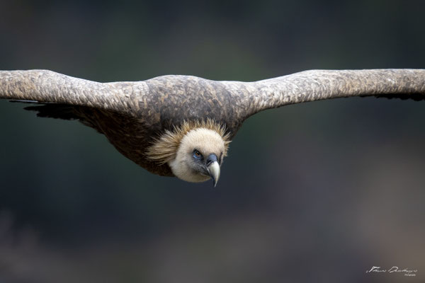 Thomas Deschamps Photography Vautour fauve France  baronnies provence griffon vulture wildlife pictures
