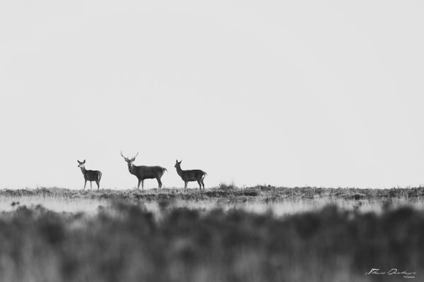Thomas Deschamps Photography Cerf Angleterre photo Red deer England picture wildlife 