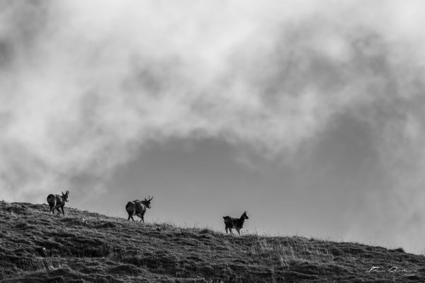 Thomas Deschamps Photography Chamois France photo picture wildlife 