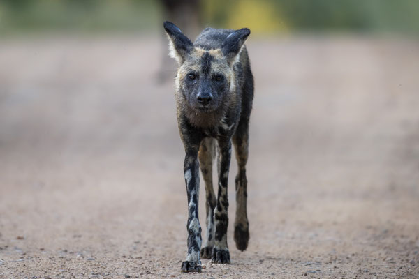 Thomas Deschamps Photography Lycaon Afrique - Wild dog Africa wildlife pictures