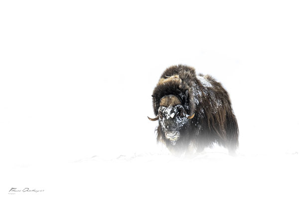 Thomas Deschamps Photography Boeuf musqué Dovrefjell Norvege - Muskox Norway wildlife pictures