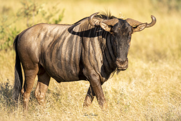 Thomas Deschamps Photography Gnou bleu Afrique - Blue wildebeest Africa wildlife pictures