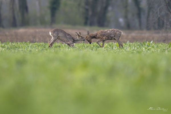 Thomas Deschamps Photography Chevreuil France Roe Deer wildlife pictures