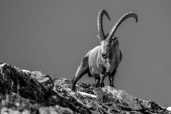 Thomas Deschamps Photography Bouquetin France photo Great Ibex picture wildlife 
