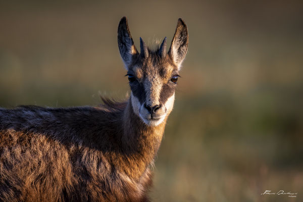 Thomas Deschamps Photography Chamois Photo France Wildlife pictures