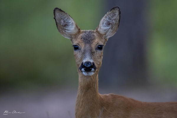 Thomas Deschamps Photography Chevreuil France Roe Deer wildlife pictures