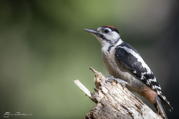 Thomas Deschamps Photography pic epeiche Finlande photo picture wildlife black spotted woodpecker