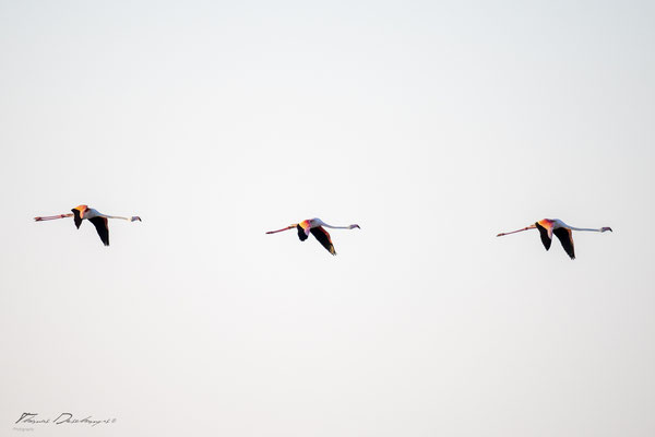 Thomas-Deschamps-Photography-flamant-rose-camargue-France-photo-picture-wildlife-flamingo
