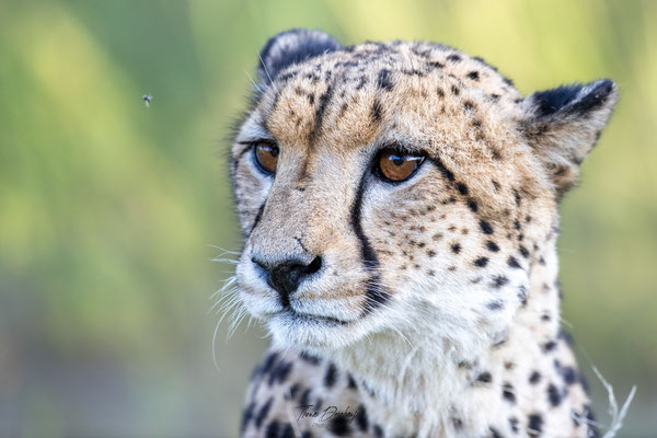 Thomas Deschamps Photography Guepard Afrique - Cheetah Africa wildlife pictures