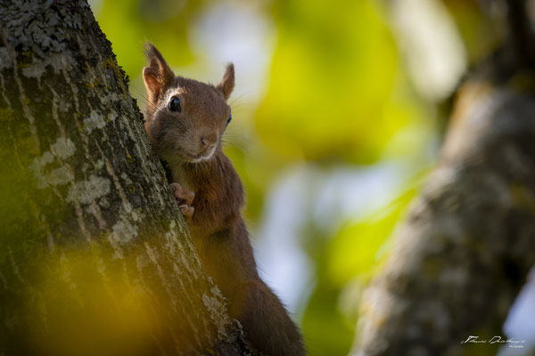 Thomas Deschamps Photography-ecureuil-roux-France-red-squirrel-wildlife-pictures