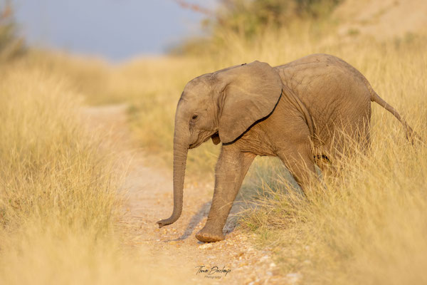 Thomas Deschamps Photography Elephant Afrique - African bush Elephant Africa wildlife pictures
