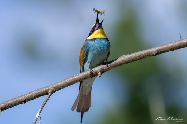 Thomas Deschamps Photography Guepier d'Europe France photo picture wildlife Bee eater