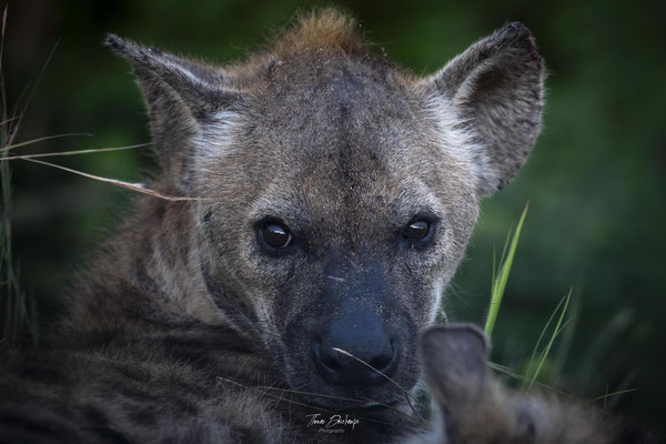Thomas Deschamps Photography Hyene tachetee Afrique - Spotted Hyena Africa wildlife pictures