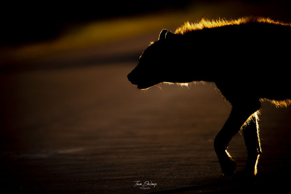 Thomas Deschamps Photography Hyene tachetee Afrique - Spotted Hyena Africa wildlife pictures