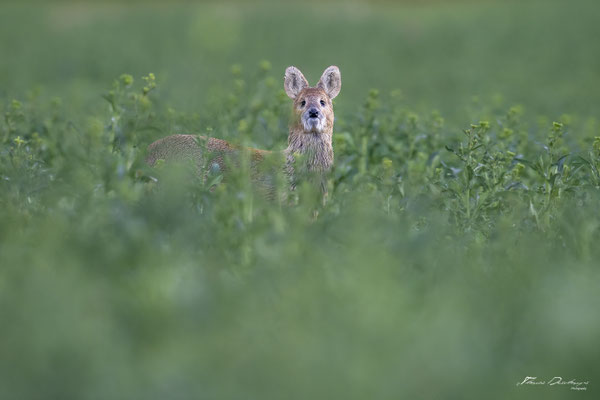 Thomas Deschamps Photography - Hydropote de chine - Angleterre - Chinese water deer wildlife pictures