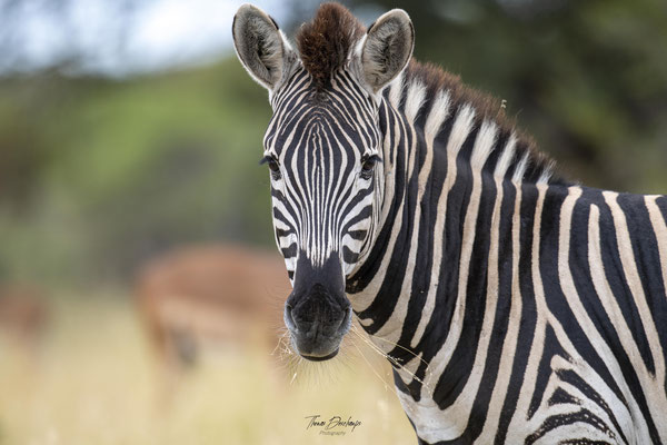 Thomas Deschamps Photography Zebre Afrique - Zebre Africa wildlife pictures