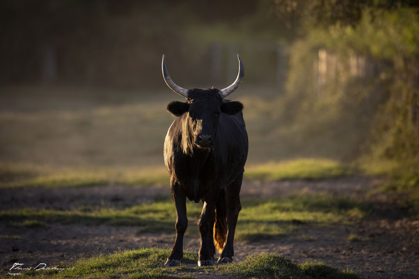 Thomas-Deschamps-Photography-taureau-camargue-France-photo-picture-wildlife-bull