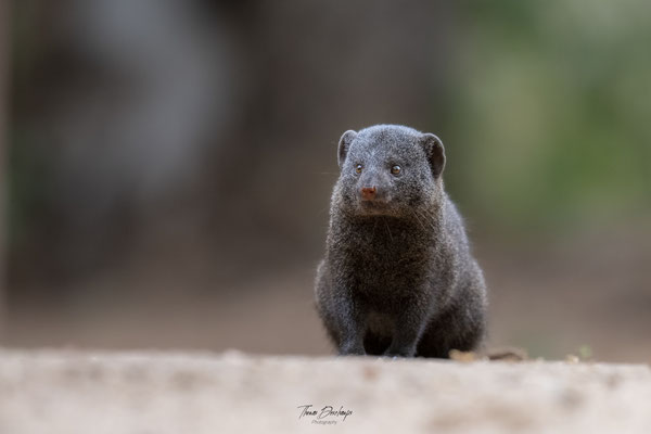 Thomas Deschamps Photography Mangouste naine Afrique - Dwarf mongoose Africa wildlife pictures