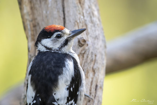 Thomas Deschamps Photography pic epeiche Finlande photo picture wildlife black spotted woodpecker