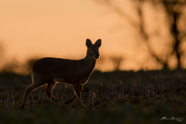 Thomas Deschamps Photography - Hydropote de chine - Angleterre - Chinese water deer wildlife pictures