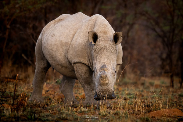 Rhinoceros-blanc-White-rhino-Afrique-du-sud-South-Africa-thomas-deschamps-photography