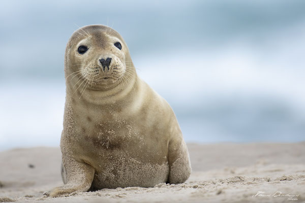 Thomas-Deschamps-Photography-phoque-veau-marin-Danemark-photo-picture-wildlife-harbor-seal