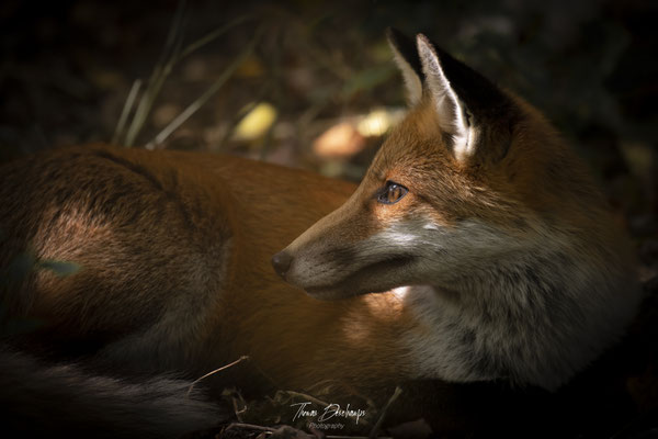 Thomas-Deschamps-Photography-renard-roux-italie-photo-picture-wildlife-red-fox
