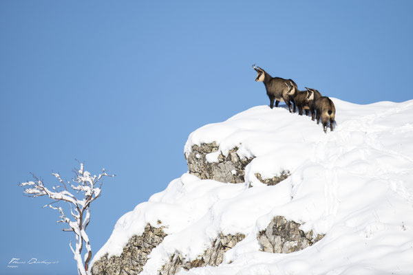Thomas Deschamps Photography Chamois Photo France Wildlife pictures
