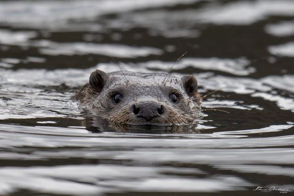 Thomas Deschamps Photography-Loutre-ile-mull-Ecosse-Scotland-otter-wildlife-pictures