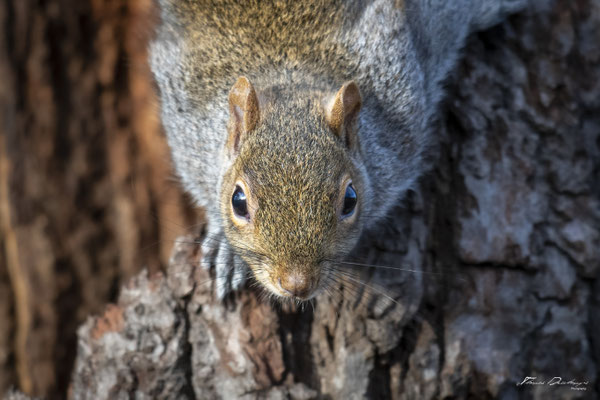Thomas Deschamps Photography-ecureuil-gris-Angleterre-grey-squirrel-wildlife-pictures