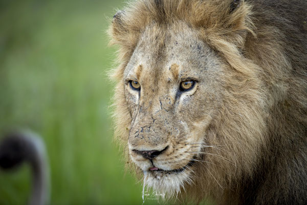 lion-Afrique-du-sud-South-africa-thomas-deschamps-photography