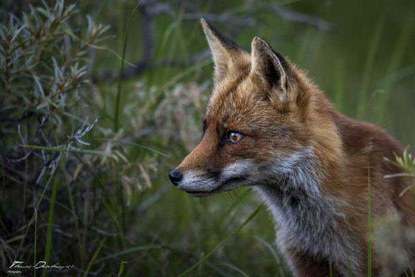 Thomas-Deschamps-Photography-renard-roux-pays-bas-photo-picture-wildlife-red-fox-netherlands
