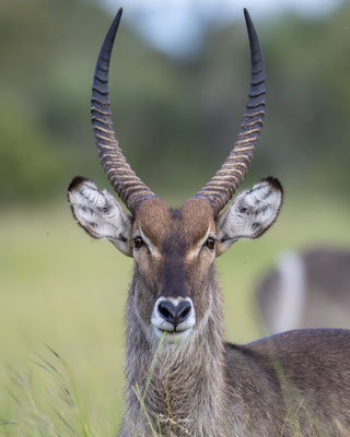 Thomas Deschamps Photography Cobe a croissant Afrique - Common Waterbuck Africa wildlife pictures