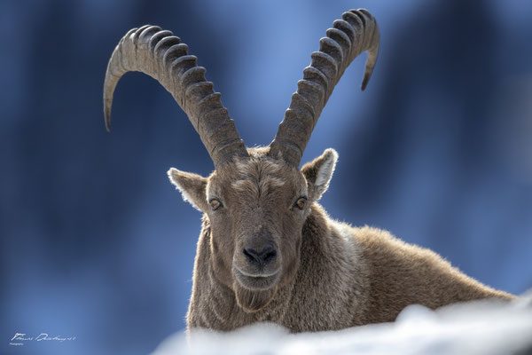 Thomas Deschamps Photography Bouquetin France Alpes Great ibex wildlife pictures