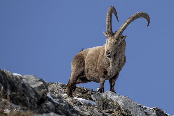Thomas Deschamps Photography Bouquetin France Alpes Great ibex wildlife pictures