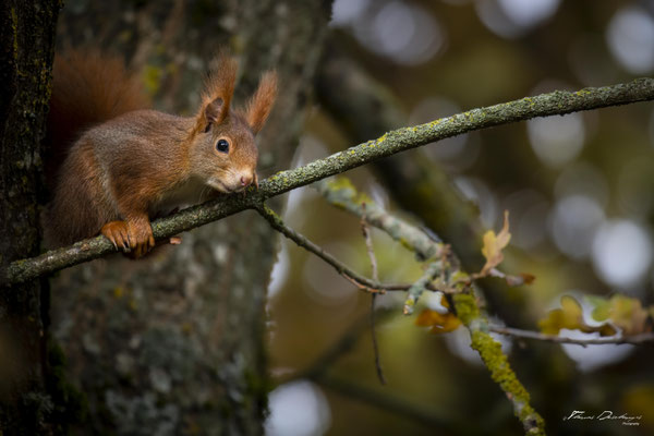 Thomas Deschamps Photography-ecureuil-roux-France-red-squirrel-wildlife-pictures