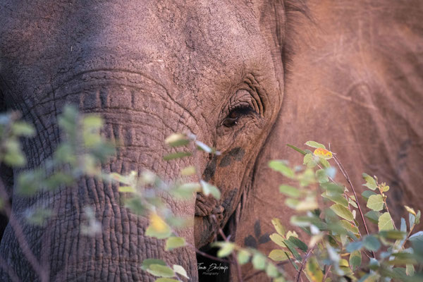 Thomas Deschamps Photography Elephant Afrique - African bush Elephant Africa wildlife pictures