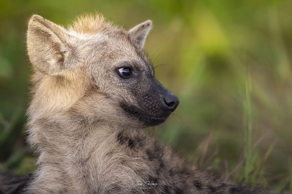 Hyene-tachetée-Spotted-hyena-Afrique-du-sud-South-Africa-thomas-deschamps-photography
