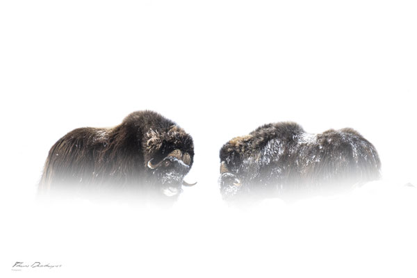 Thomas Deschamps Photography Boeuf musqué Dovrefjell Norvege - Muskox Norway wildlife pictures