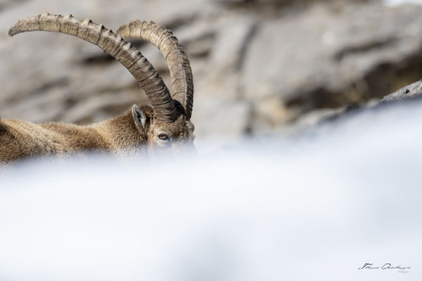 Thomas Deschamps Photography Bouquetin France Alpes Great ibex wildlife pictures