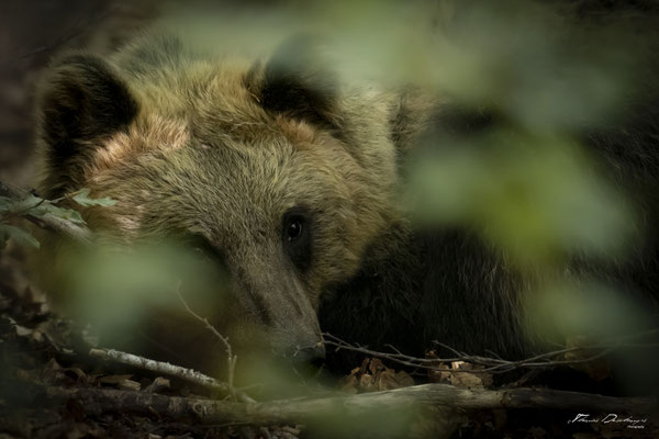 Thomas Deschamps Photography Ours marsicain Italie - Marsicano bear Italy Wildlife pictures