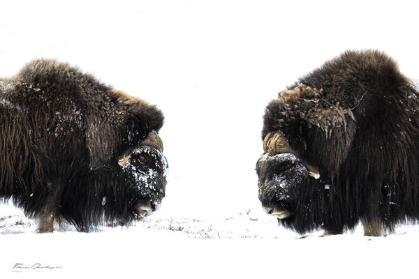 Thomas Deschamps Photography Boeuf musqué Dovrefjell Norvege - Muskox Norway wildlife pictures