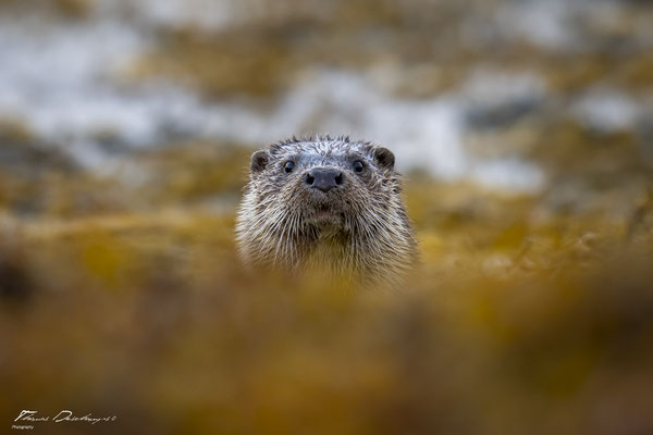 Thomas Deschamps Photography-Loutre-ile-mull-Ecosse-Scotland-otter-wildlife-pictures