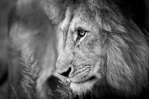 Thomas Deschamps Photography Lion Afrique - Lion Africa wildlife pictures